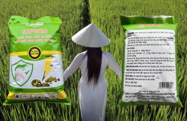 Saponin Phú An Đối Với Cây Lúa