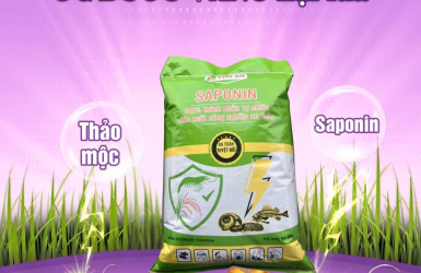 Diệt Ốc Bươu Vàng Tận Gốc Bằng Saponin Từ Bã Hạt Sở