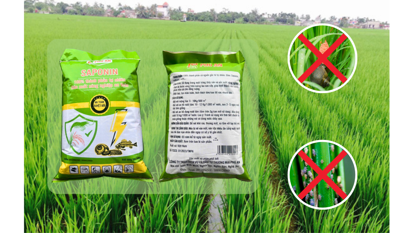 Saponin diệt ốc