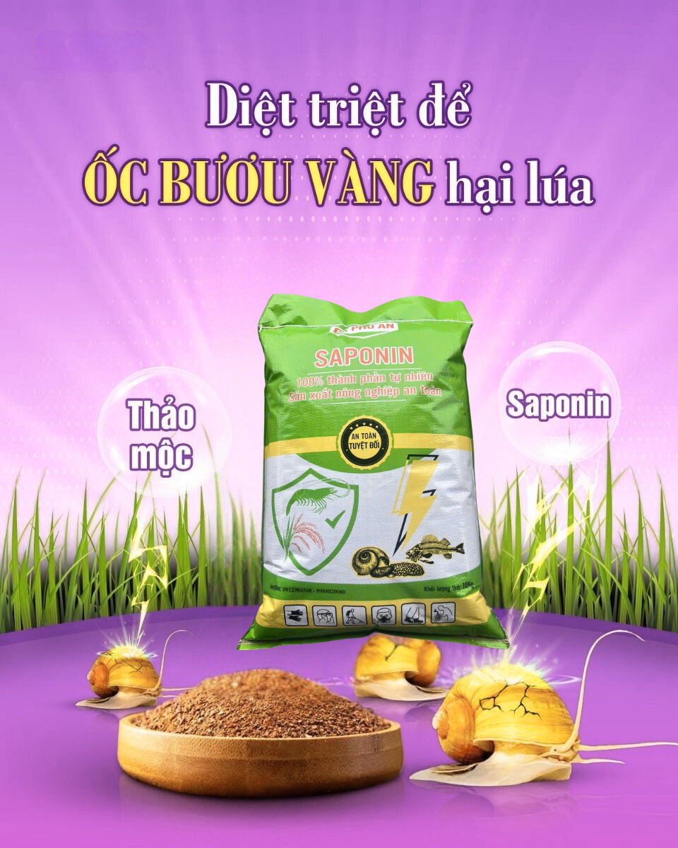 Diệt Ốc Bươu Vàng Tận Gốc Bằng Saponin Từ Bã Hạt Sở